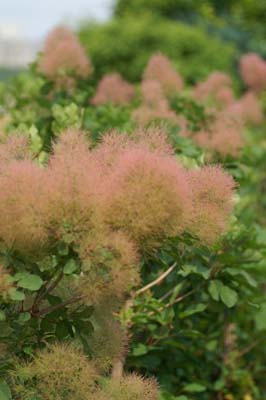 スモークツリー・ラブリーローズ 9cmポット - Web-Garden 花光園