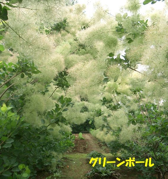スモークツリー5品種お見繕いセット 9cmポット苗 Web Garden 花光園