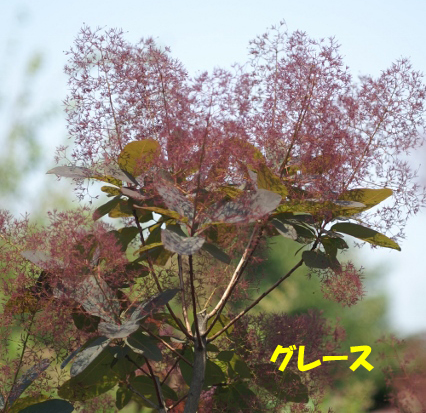 スモークツリー5品種お見繕いセット 9cmポット苗 - Web-Garden 花光園