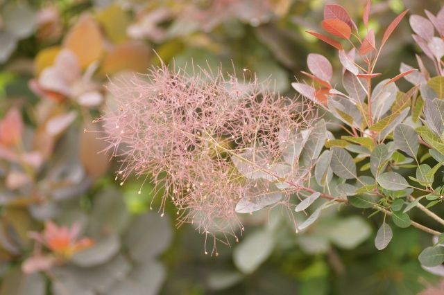 スモークツリー ルブリフォリウス 9cmポット苗 Web Garden 花光園