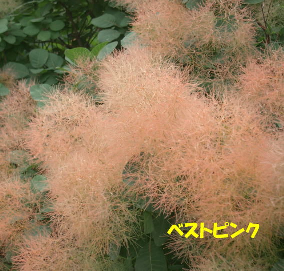 スモークツリー ベストピンク 12cmポット苗 Web Garden 花光園