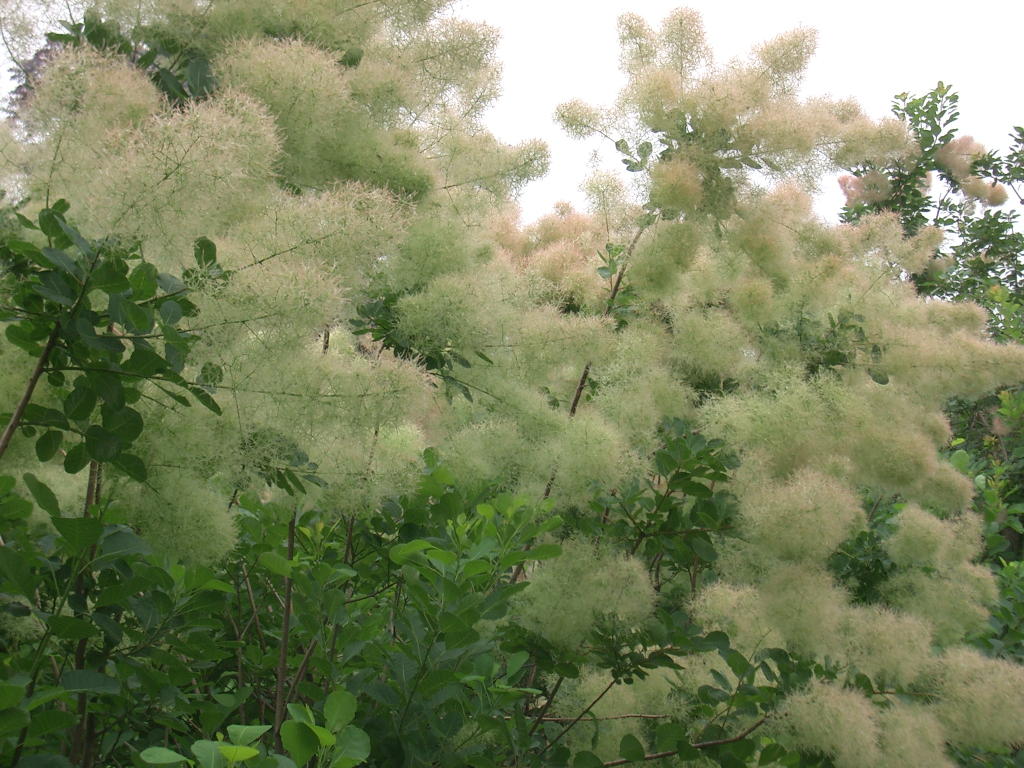 スモークツリー グリーンボ ル 9cmポット苗 Web Garden 花光園