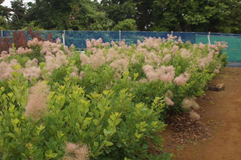 スモークツリー グリーンボ ル 9cmポット苗 Web Garden 花光園