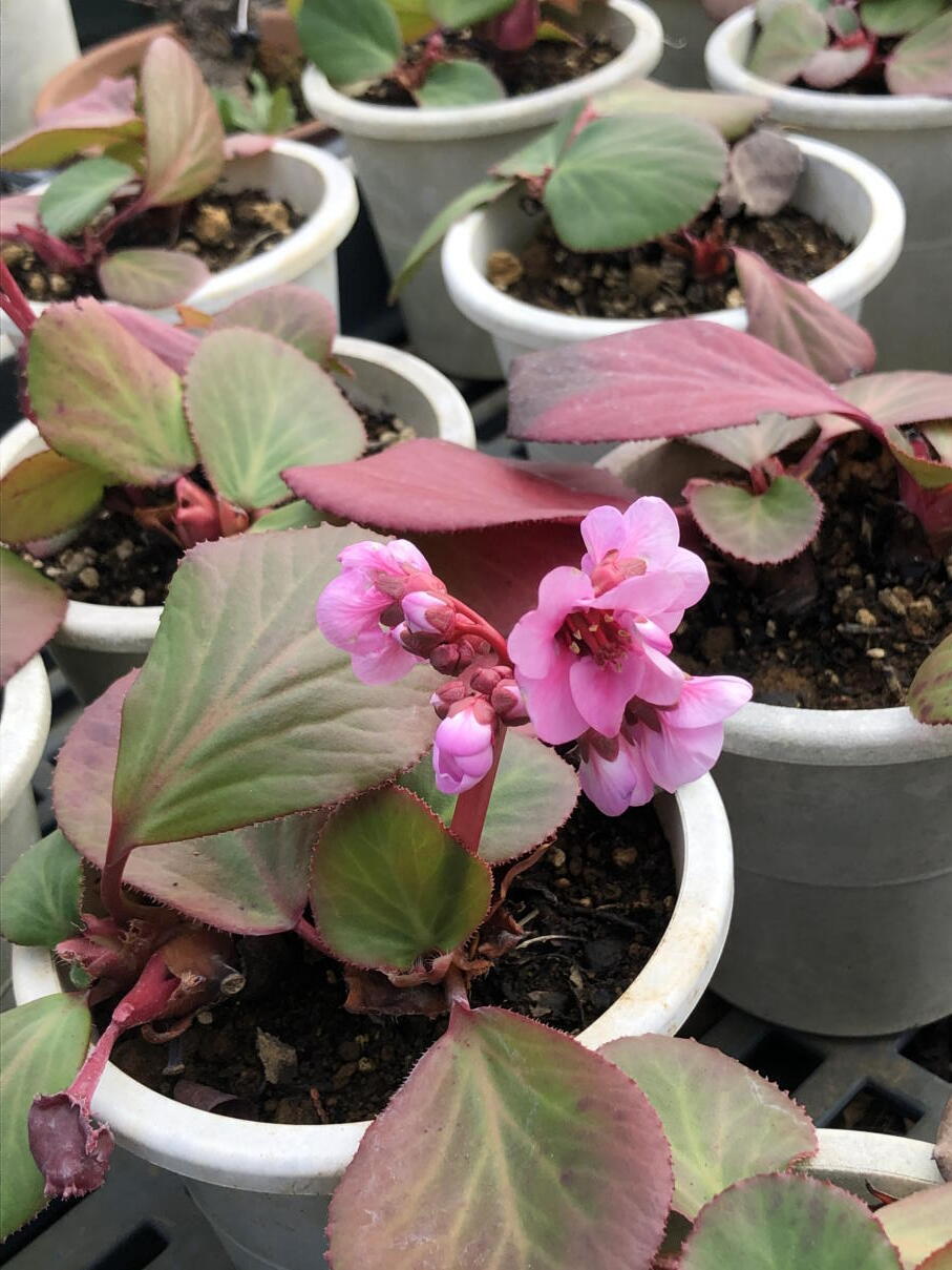 ヒマラヤユキノシタ4号プラ鉢 Web Garden 花光園