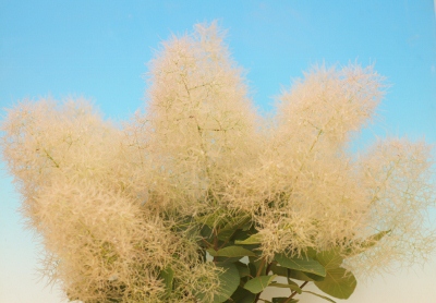 スモークツリー5品種お見繕いセット 9cmポット苗 - Web-Garden 花光園