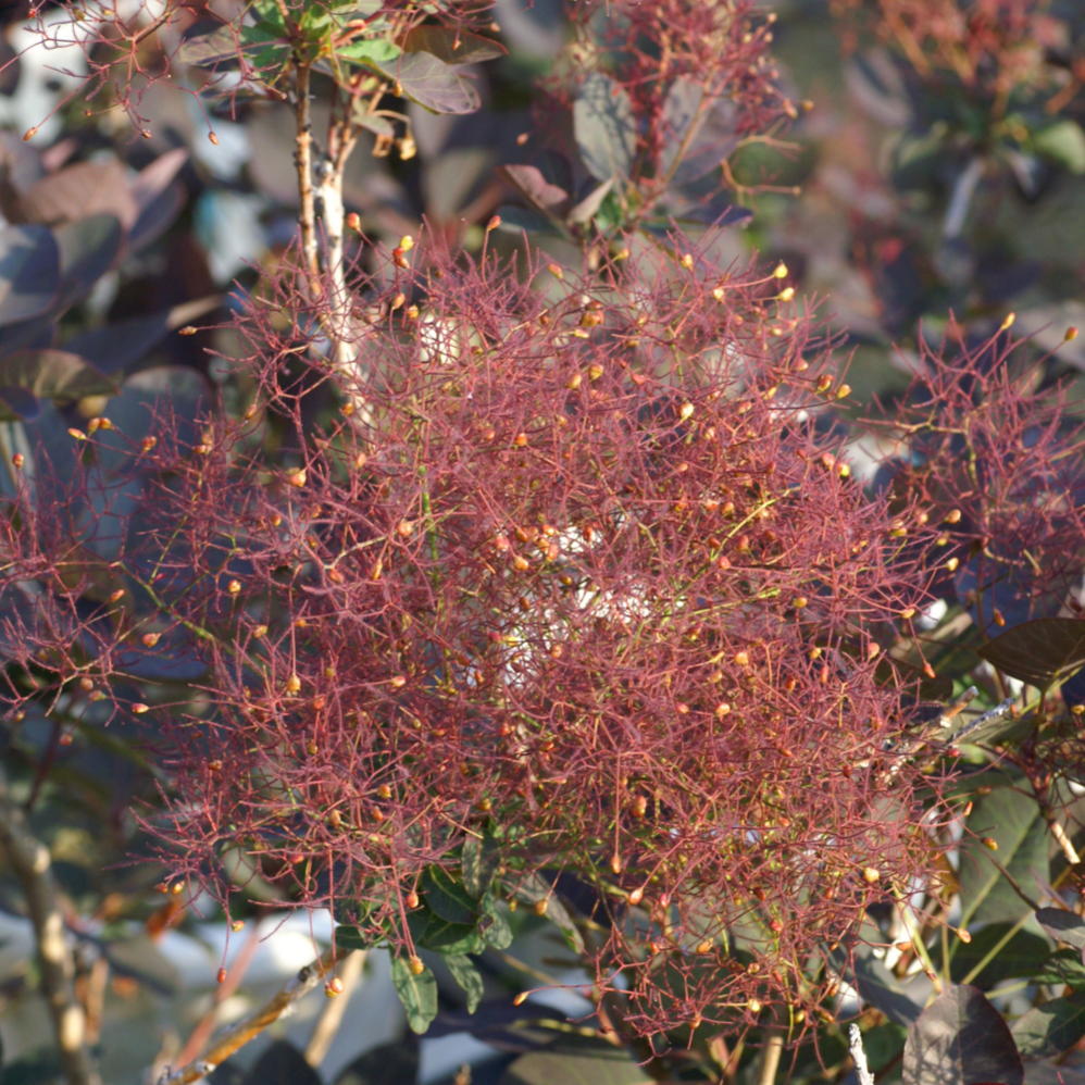スモークツリー・ルブリフォリウス 9cmポット苗 - Web-Garden 花光園