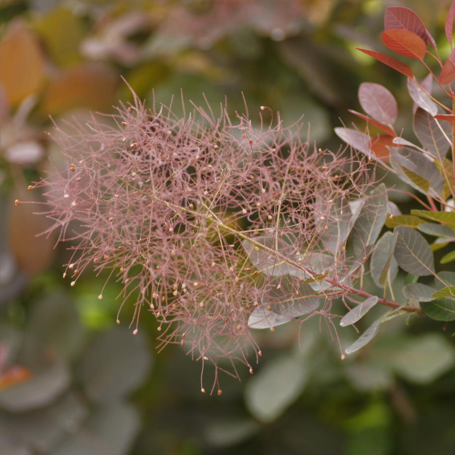 スモークツリー・ルブリフォリウス 9cmポット苗 - Web-Garden 花光園