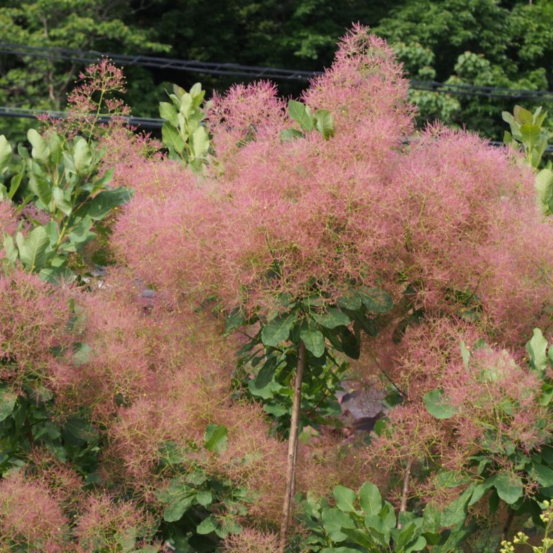 スモークツリー・ラブリーローズ 9cmポット - Web-Garden 花光園