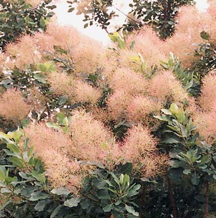スモークツリー ベストピンク 12cmポット苗 Web Garden 花光園